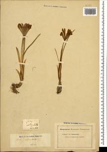 Iris reticulata M.Bieb., Caucasus, Georgia (K4) (Georgia)