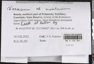 Orthodicranum montanum (Hedw.) Loeske, Bryophytes, Bryophytes - Russian Far East (excl. Chukotka & Kamchatka) (B20) (Russia)