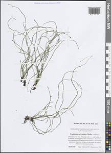 Equisetum scirpoides Michx., Eastern Europe, North-Western region (E2) (Russia)