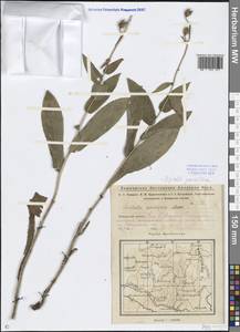 Digitalis grandiflora Mill., Eastern Europe, Eastern region (E10) (Russia)