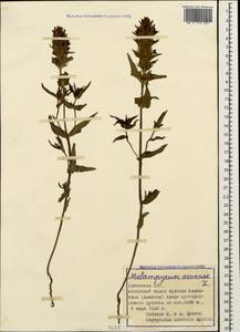 Melampyrum arvense L., Caucasus, Armenia (K5) (Armenia)