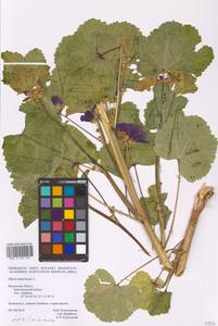 Malva sylvestris var. mauritiana (L.) Boiss., Eastern Europe, Central region (E4) (Russia)