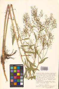 Rorippa austriaca (Crantz) Besser, Eastern Europe, Lower Volga region (E9) (Russia)