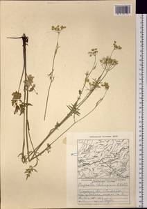 Pimpinella thellungiana H. Wolff, Siberia, Baikal & Transbaikal region (S4) (Russia)