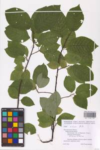 Prunus padus L., Eastern Europe, Central forest-and-steppe region (E6) (Russia)