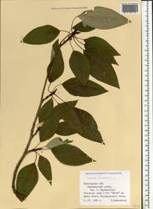 Populus balsamifera, Eastern Europe, Northern region (E1) (Russia)