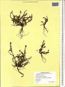 Frankenia hirsuta L., Caucasus, Azerbaijan (K6) (Azerbaijan)