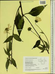 Helianthus tuberosus L., Eastern Europe, Central region (E4) (Russia)