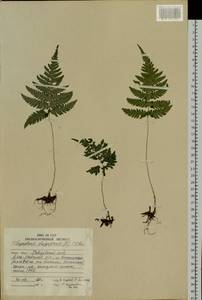 Phegopteris connectilis (Michx.) Watt, Siberia, Russian Far East (S6) (Russia)