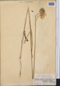 Allium sativum L., Middle Asia, Kopet Dag, Badkhyz, Small & Great Balkhan (M1) (Turkmenistan)