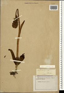 Neotinea tridentata (Scop.) R.M.Bateman, Pridgeon & M.W.Chase, Caucasus, Stavropol Krai, Karachay-Cherkessia & Kabardino-Balkaria (K1b) (Russia)