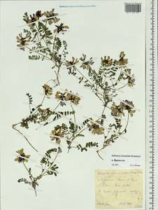 Astragalus alpinus L., Siberia, Chukotka & Kamchatka (S7) (Russia)