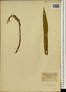 Chasmanthe aethiopica (L.) N.E.Br., Africa (AFR) (Not classified)