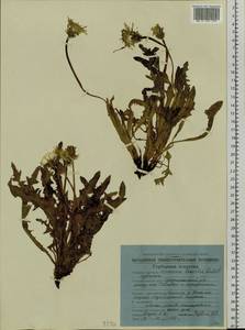 Taraxacum bicorne Dahlst., Siberia, Chukotka & Kamchatka (S7) (Russia)