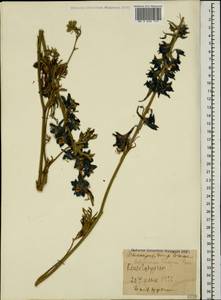 Delphinium freynii Conrath, Caucasus, Stavropol Krai, Karachay-Cherkessia & Kabardino-Balkaria (K1b) (Russia)
