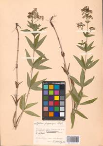 Galium rubioides L., Eastern Europe, Moscow region (E4a) (Russia)