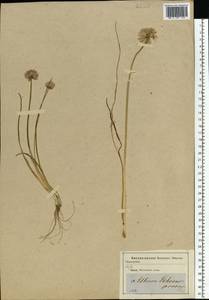 Allium schoenoprasum L., Eastern Europe, Moscow region (E4a) (Russia)