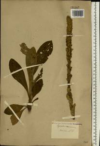 Verbascum thapsus L., Eastern Europe, Volga-Kama region (E7) (Russia)