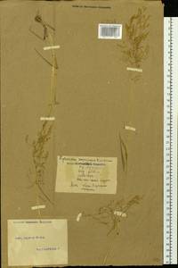 Agrostis, Siberia, Altai & Sayany Mountains (S2) (Russia)