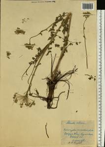 Seseli libanotis (L.) W.D.J.Koch, Siberia, Western Siberia (S1) (Russia)