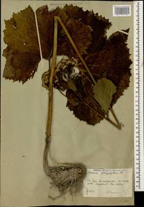 Caucasalia macrophylla (M. Bieb.) B. Nord., Caucasus, South Ossetia (K4b) (South Ossetia)