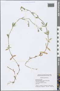 Stellaria graminea L., Eastern Europe, Central region (E4) (Russia)