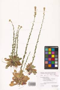Arabis planisiliqua (Pers.) Rchb., Eastern Europe, Central forest-and-steppe region (E6) (Russia)