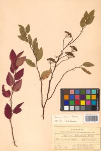 Spiraea flexuosa Fisch. ex Cambess., Siberia, Russian Far East (S6) (Russia)