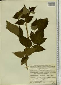 Rubus sachalinensis H. Lév., Siberia, Chukotka & Kamchatka (S7) (Russia)