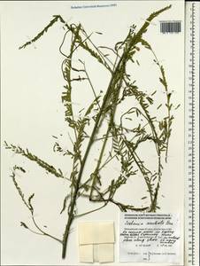 Sesbania bispinosa (Jacq.)W.Wight, South Asia, South Asia (Asia outside ex-Soviet states and Mongolia) (ASIA) (Maldives)