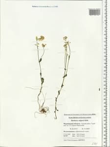 Barbarea vulgaris (L.) W.T. Aiton, Eastern Europe, Northern region (E1) (Russia)