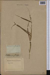 Tripsacum dactyloides (L.) L., America (AMER) (Not classified)