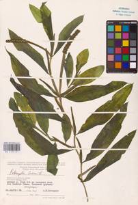 Potamogeton lucens L., Eastern Europe, Central region (E4) (Russia)