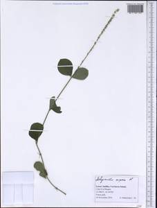 Achyranthes aspera L., America (AMER) (Grenada)