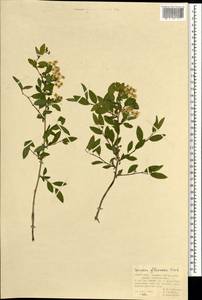 Spiraea flexuosa Fisch. ex Cambess., Mongolia (MONG) (Mongolia)