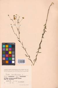 Linum usitatissimum L., Eastern Europe, North-Western region (E2) (Russia)