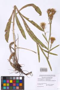 Centaurea glastifolia subsp. glastifolia, Eastern Europe, Eastern region (E10) (Russia)