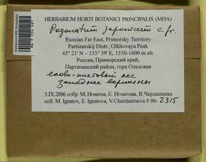Pogonatum japonicum Sull. & Lesq., Bryophytes, Bryophytes - Russian Far East (excl. Chukotka & Kamchatka) (B20) (Russia)