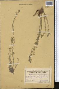 Lappula microcarpa (Ledeb.) Gürke, Middle Asia, Western Tian Shan & Karatau (M3) (Kazakhstan)