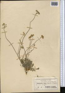Semenovia heterodonta (Korovin) Manden., Middle Asia, Pamir & Pamiro-Alai (M2) (Tajikistan)