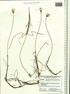 Eriophorum medium Andersson, Siberia, Central Siberia (S3) (Russia)