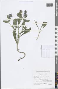 Ajuga genevensis L., Eastern Europe, Central forest-and-steppe region (E6) (Russia)