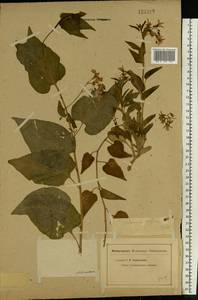 Solanum dulcamara L., Eastern Europe, Lower Volga region (E9) (Russia)