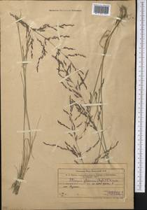 Puccinellia distans (Jacq.) Parl., Middle Asia, Western Tian Shan & Karatau (M3) (Kazakhstan)