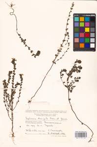 Euphrasia × vernalis List, Eastern Europe, Moscow region (E4a) (Russia)