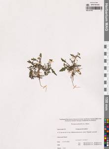 Rorippa palustris (L.) Besser, Siberia, Chukotka & Kamchatka (S7) (Russia)