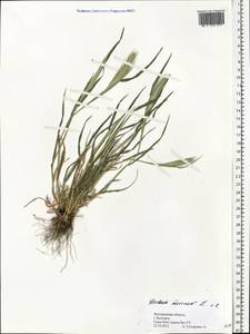 Hordeum murinum L., Eastern Europe, Central forest-and-steppe region (E6) (Russia)