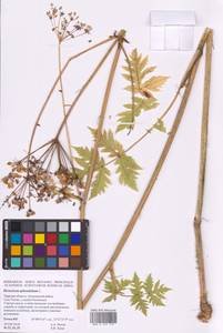 Heracleum sphondylium L., Eastern Europe, North-Western region (E2) (Russia)