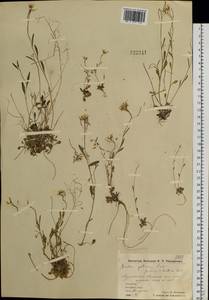 Arabidopsis lyrata subsp. kamchatica (Fisch. ex DC.) O'Kane & Al-Shehbaz, Siberia, Chukotka & Kamchatka (S7) (Russia)