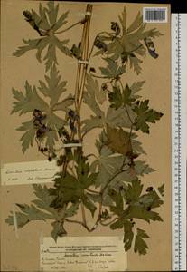 Aconitum sczukinii Turcz., Siberia, Russian Far East (S6) (Russia)